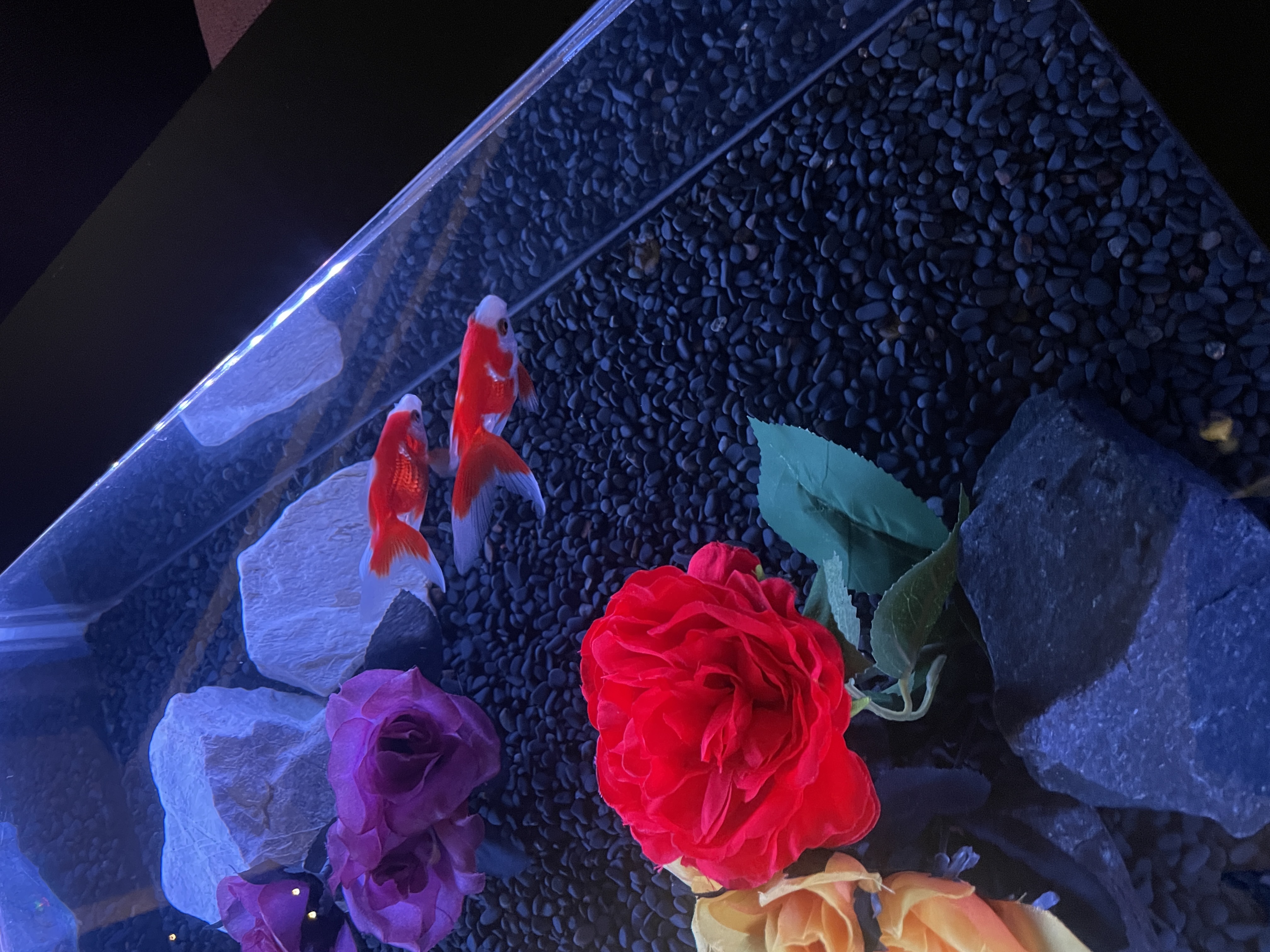 aquarium lounge 響 Image 3